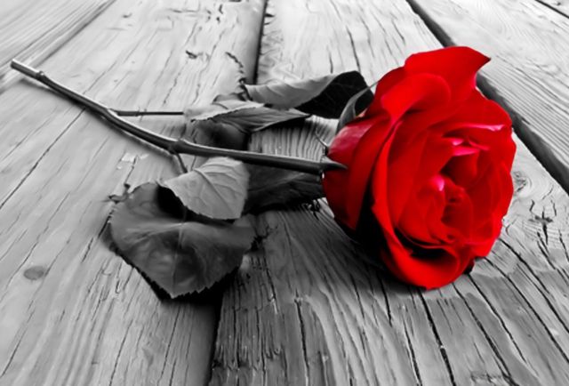 red-rose-black-and-white-blackandwhite-deck-floor-flower-flowers